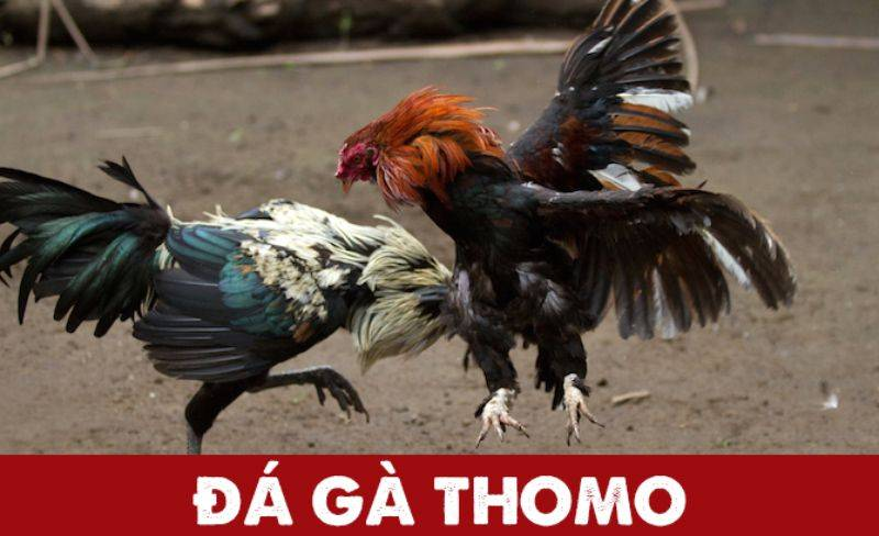 Luật Chơi Đá Gà Thomo Chuẩn Quốc Tế – Người Mới Cần Biết Gì?