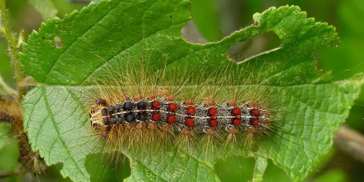 45 Moth Caterpillar Quotes, Sayings, and Proverbs