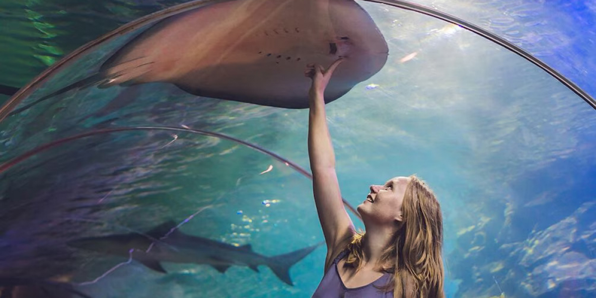Curious About Dubai Aquarium & Underwater Zoo?