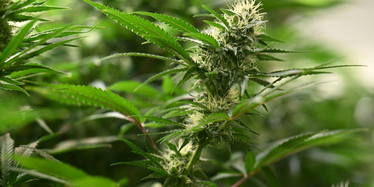 Medical vs Recreational Cannabis in the UK