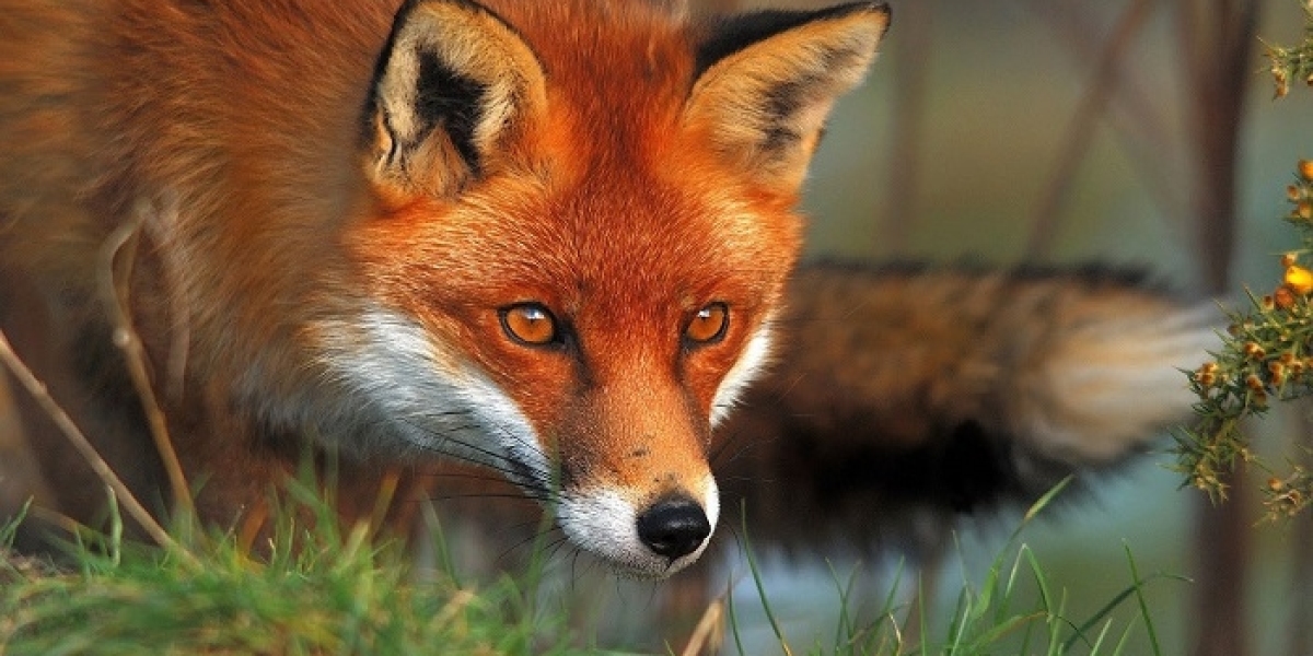 Spiritual Meaning Behind Fox Symbolism