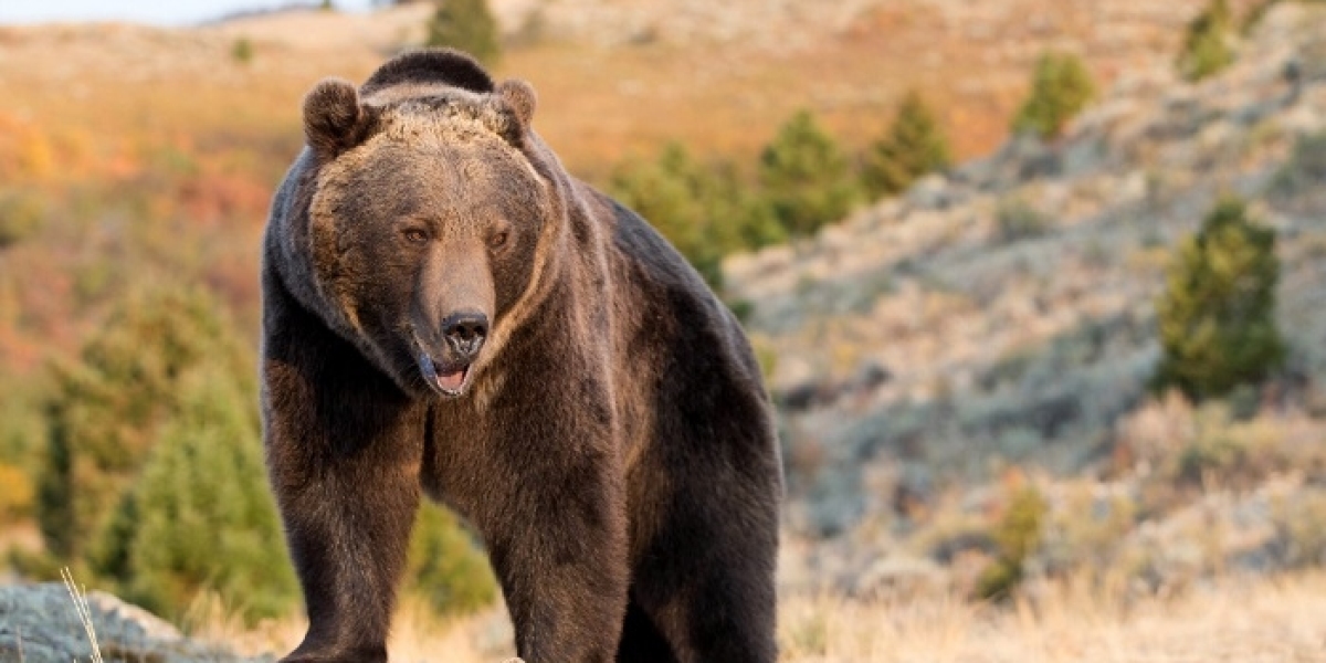 Bear Symbolism in Dream Interpretations