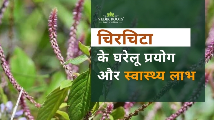 चिरचिटा के घरेलू प्रयोग और स्वास्थ्य लाभ – Site Title