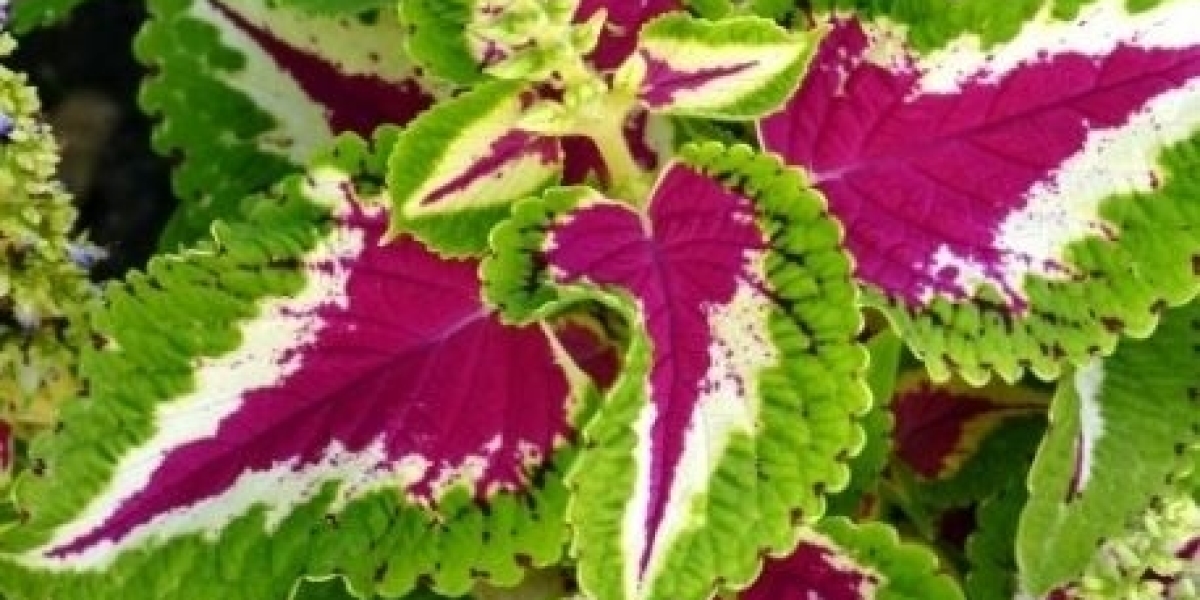 Forskolin Market Future Trends Shaping Global Growth and Transforming Herbal Supplement Industry