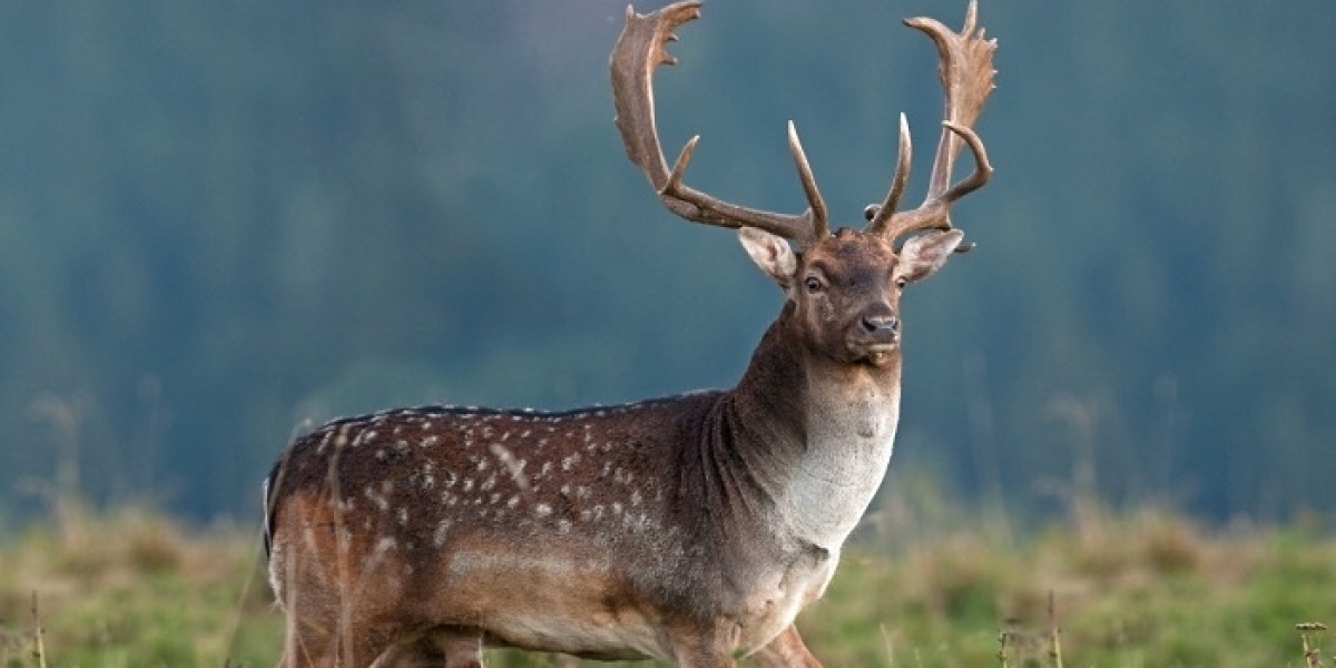 Deer Symbolism: A Path to Inner Peace