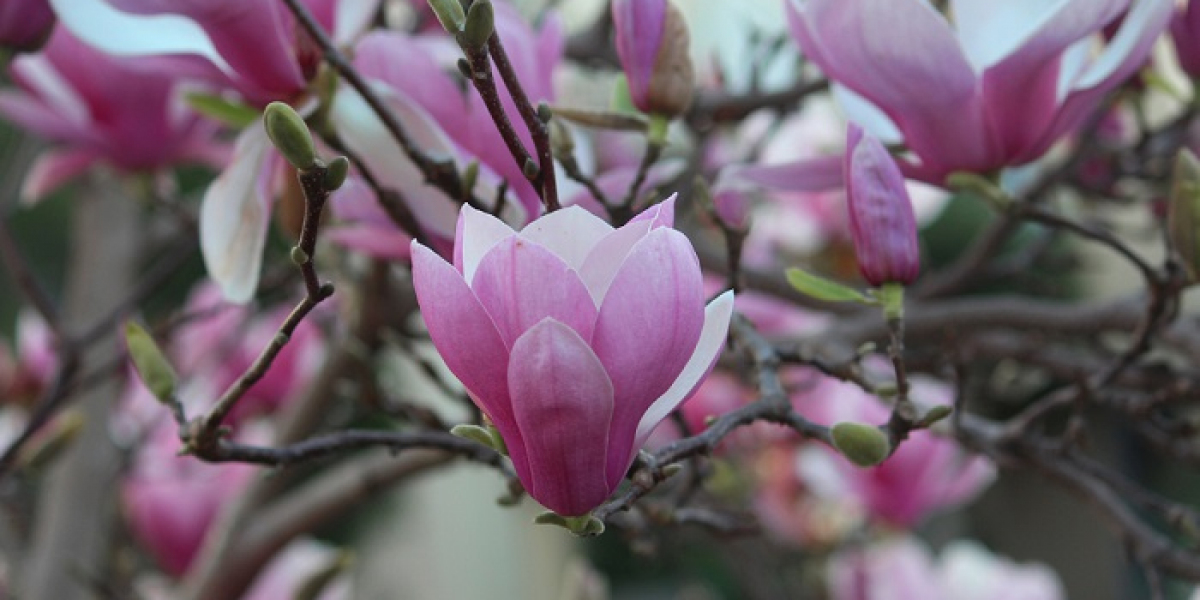 Exploring Magnolia Symbolism: Beauty, Strength, and Southern Grace