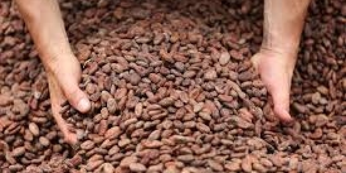 Cocoa Market Outlook: Long-Term Trends, Consumer Preferences, and Industry Developments
