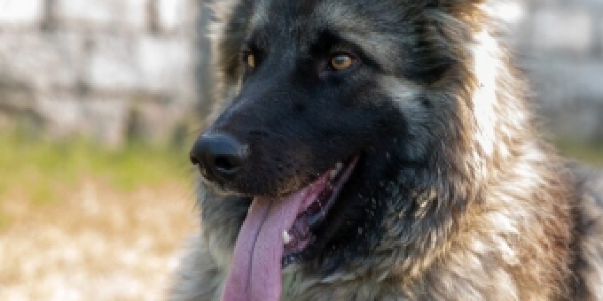 German Shepherd Trained Protection Dogs for Sale: The Ultimate Guide for Families and Security Professionals