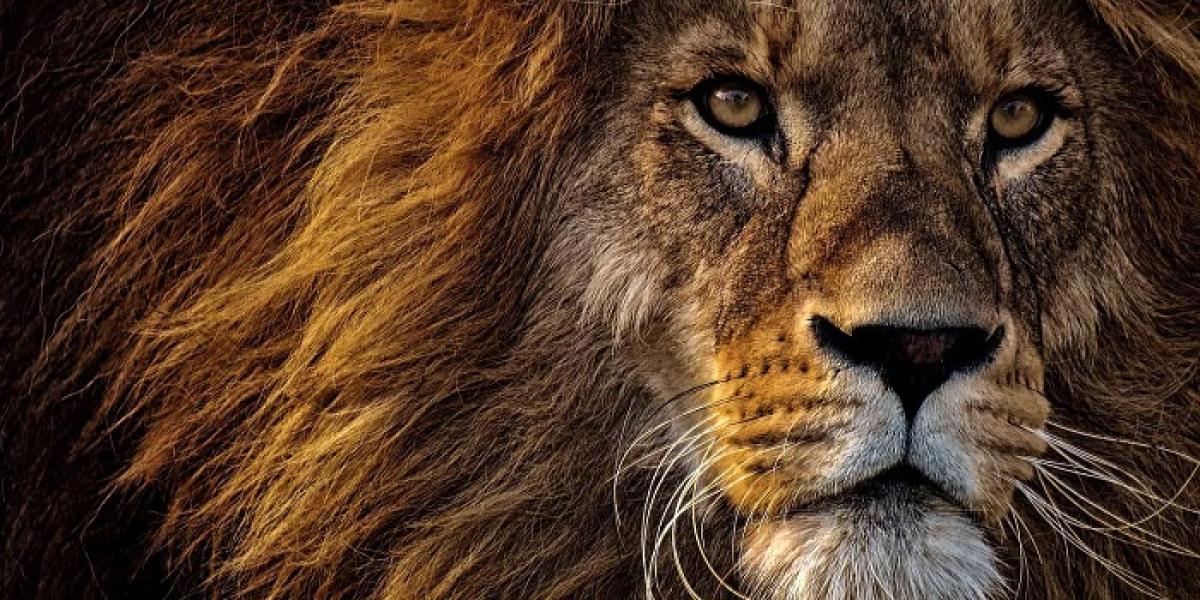 80 Lion Quotes | Timeless Life Lessons Encoded