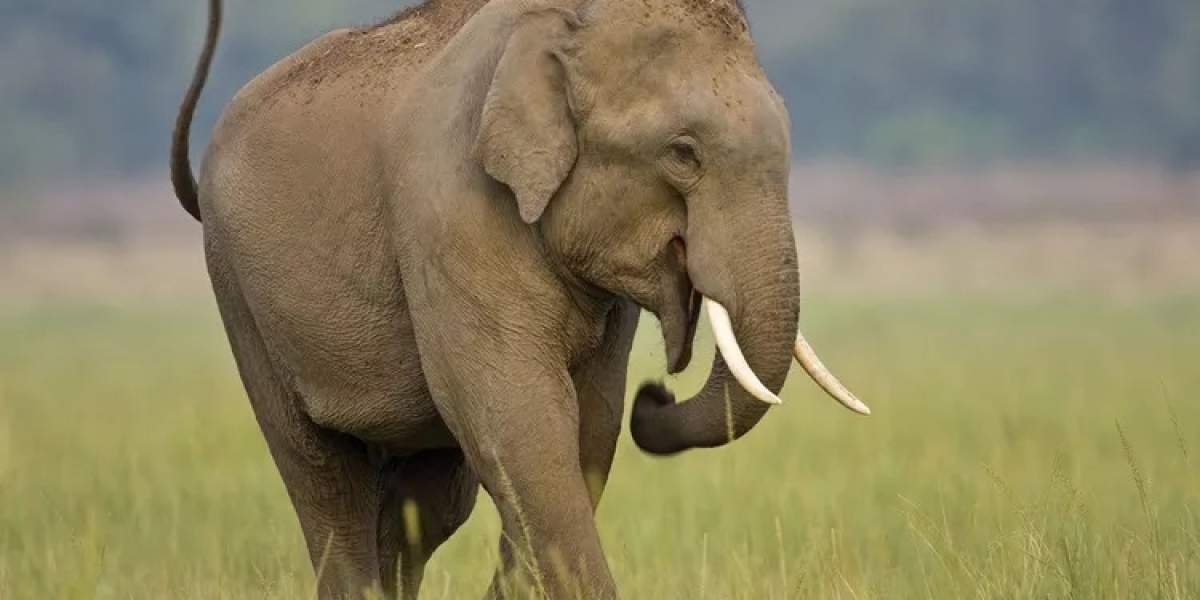 60 Elephant Quotes: The Power of Gentle Strength