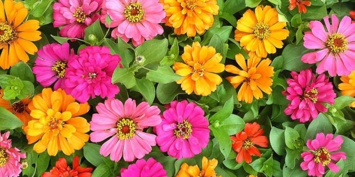How Does Flower Language Express Love and Care?