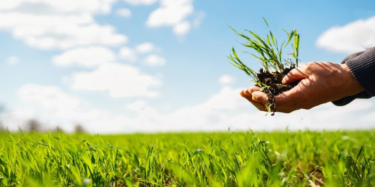 Biofertilizer Production Report 2025: Market Trends