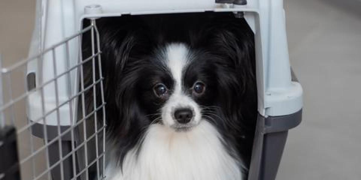 Keep Your Pets Safe and Comfortable with Premium Dog Boxes