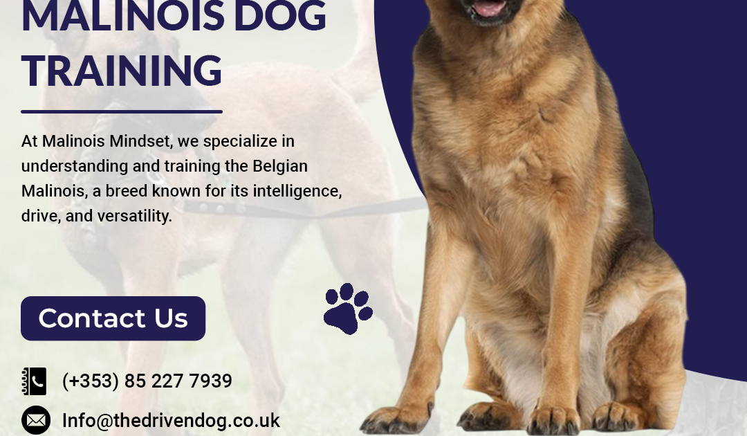 The Driven Dog: High Energy Dog Trainer