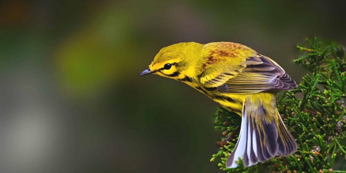Bird Symbolism: The Bridge Between Earth and Sky
