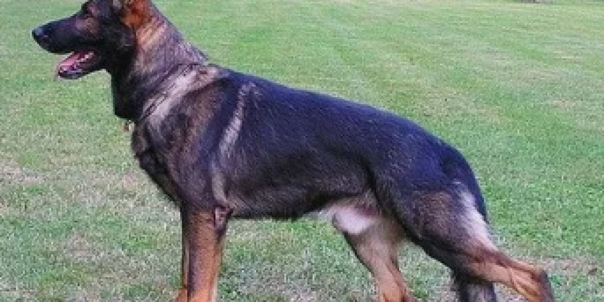 Train Dogs for Sale: Finding the Perfect Canine Companion
