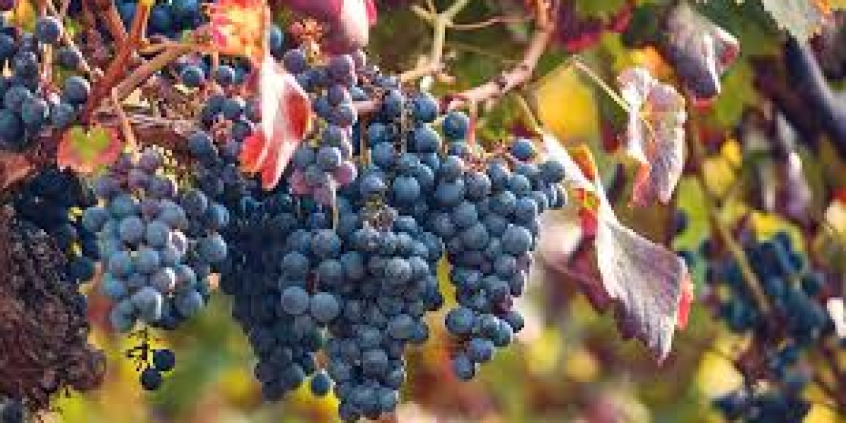 Grape Skin Extract Market Experiences Robust Growth With Expanding Applications In Nutraceutical And Cosmetic Industries