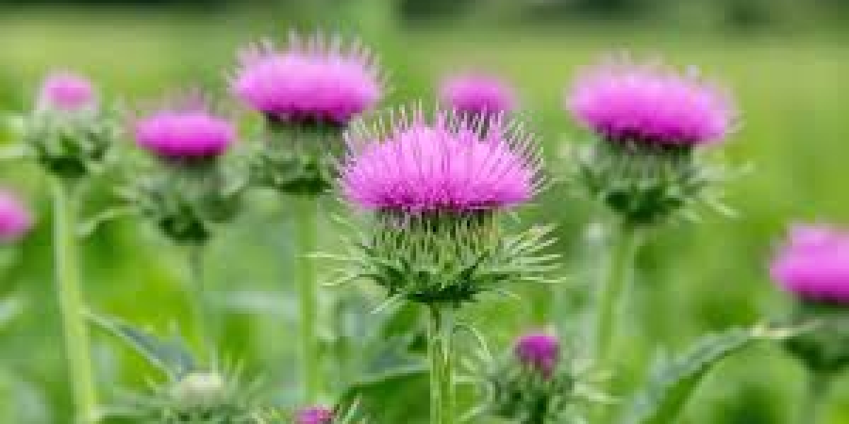 Milk Thistle Supplements Market Global Growth Trends Challenges Opportunities and Forecast