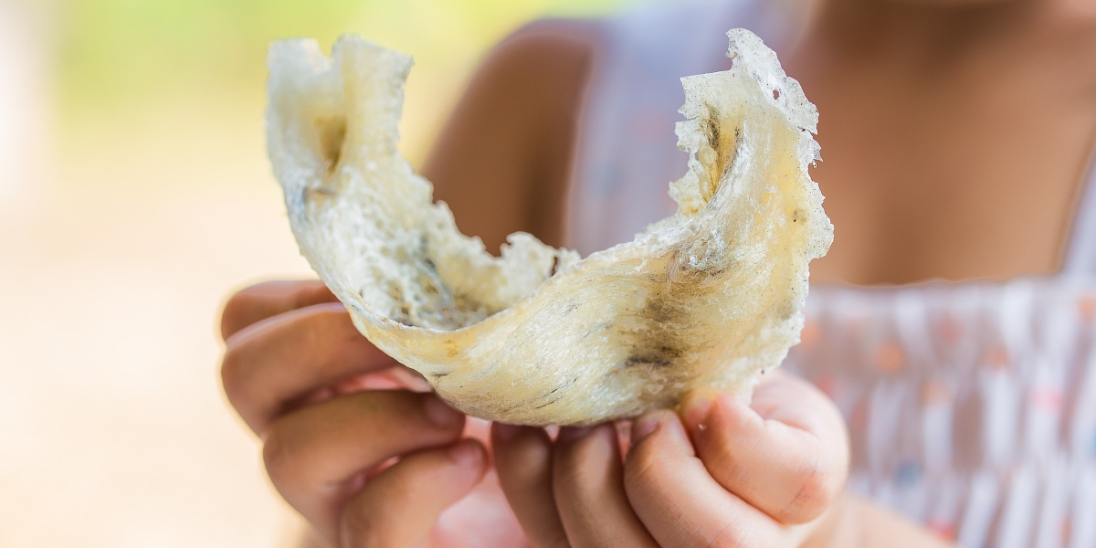 White Bird’s Nest Benefits: The Ancient Superfood for Modern Wellness