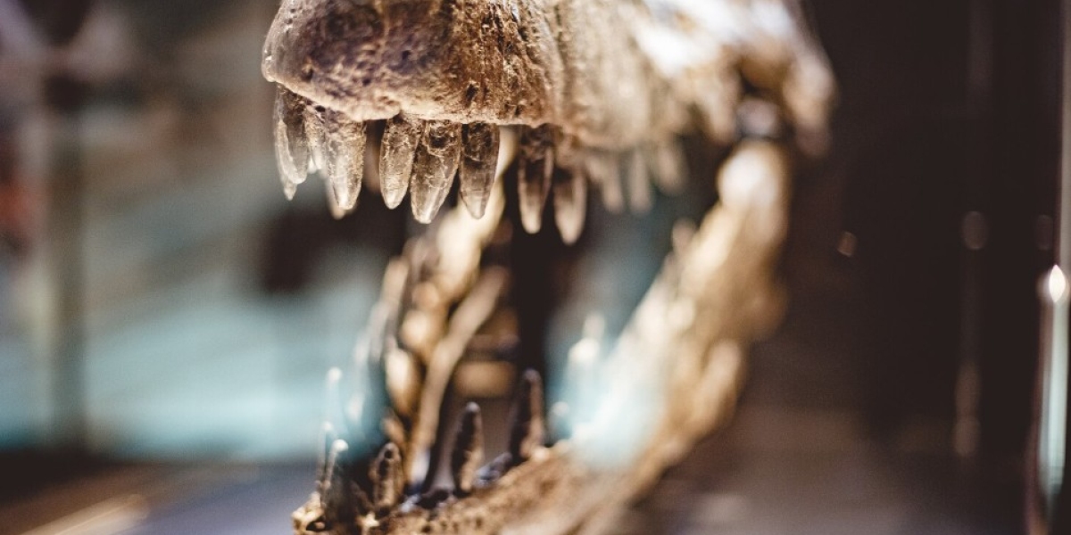 Ocean Predators and Land Giants – Exploring Fossil Shark Teeth and Dinosaur Fossils