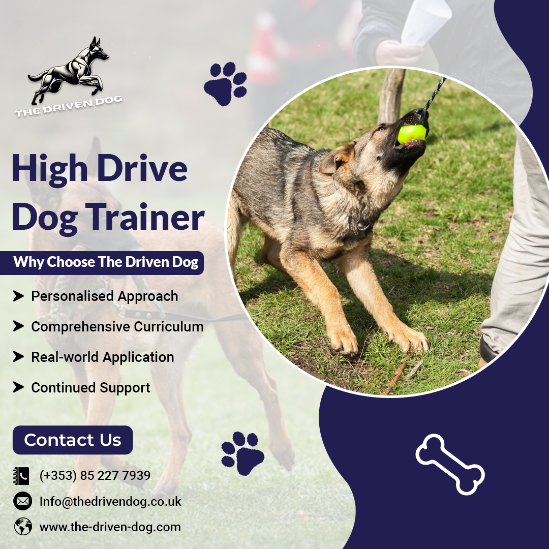 How to Choose Belgian Malinois Trainer near me – The Driven Dog