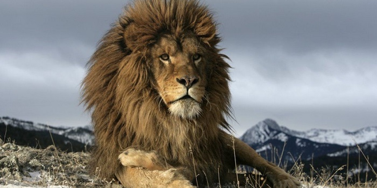 What Mystical Lessons Are Revealed in Lion Symbolism?