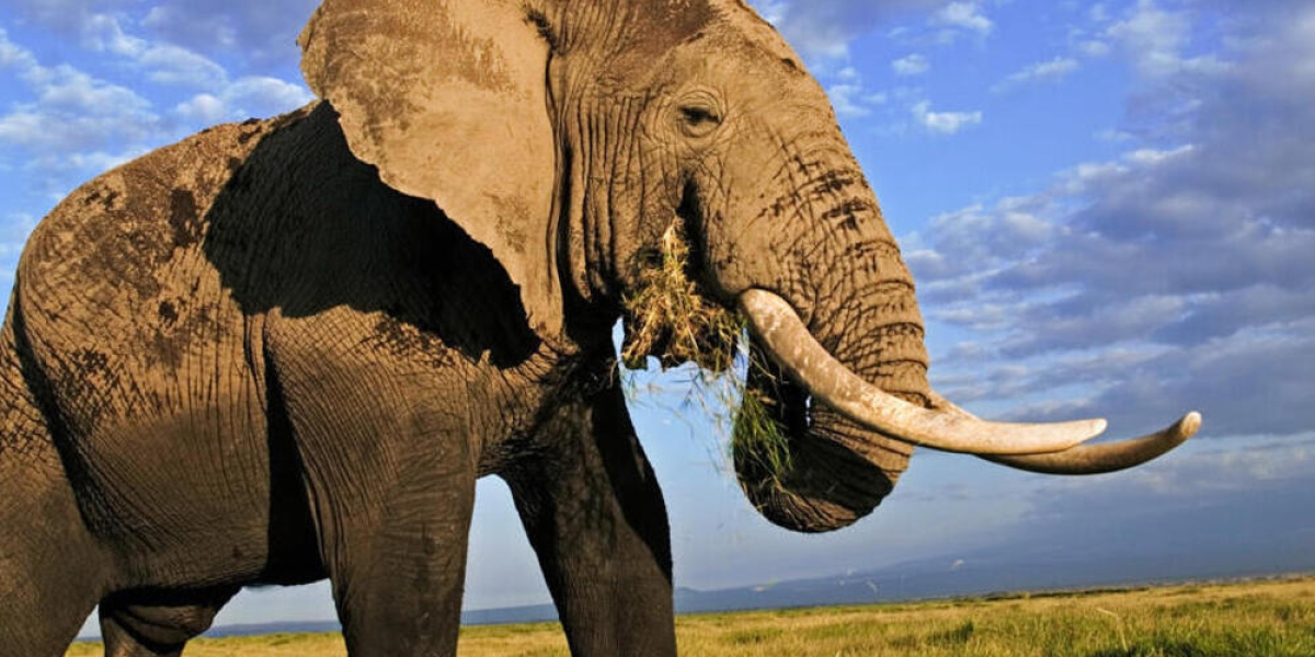 How Does Elephant Symbolism Encourage Wisdom and Patience?