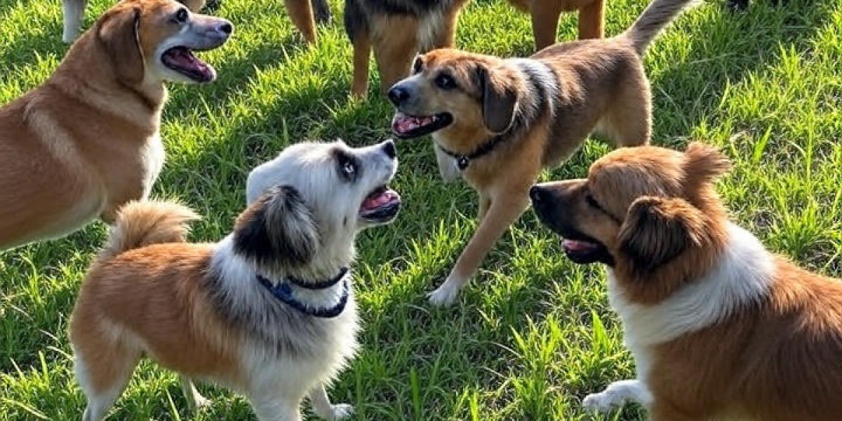 Events & Community Involvement of Dog Daycare Brandon FL