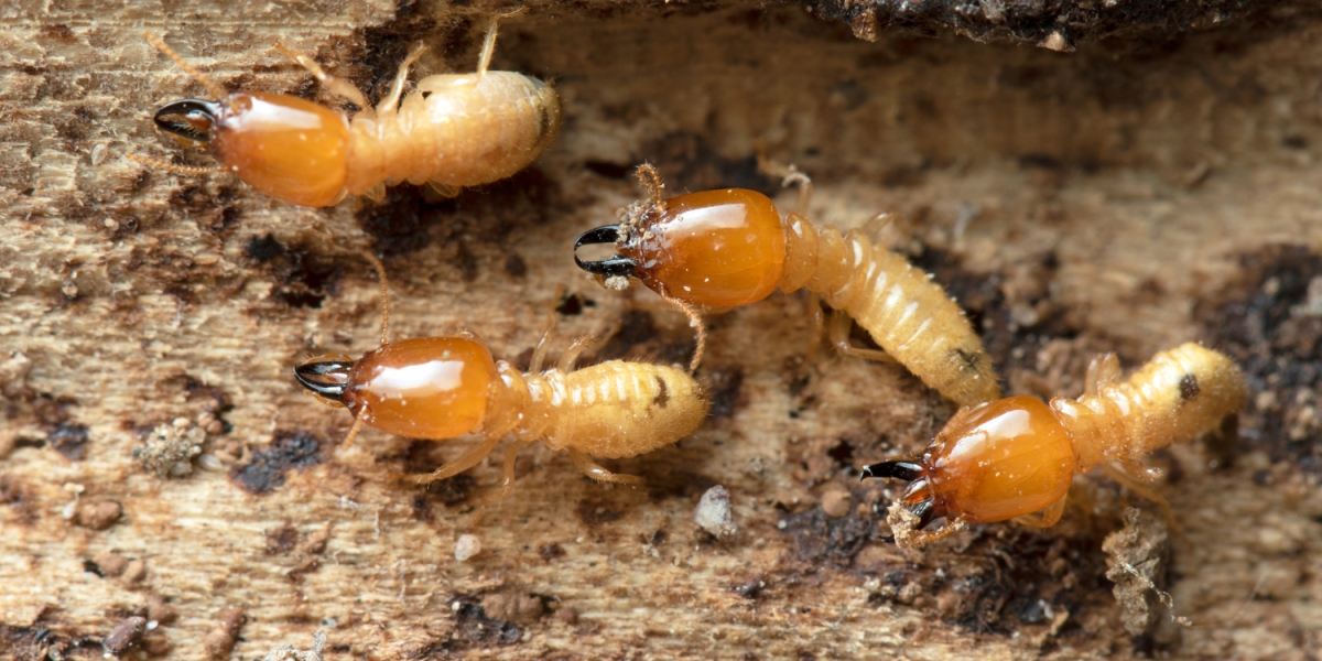 The Ultimate Guide to Termite Treatment: How to Protect Your Home from Destruction