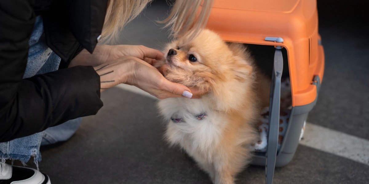 Secure Smooth International Pet Relocation Services Now