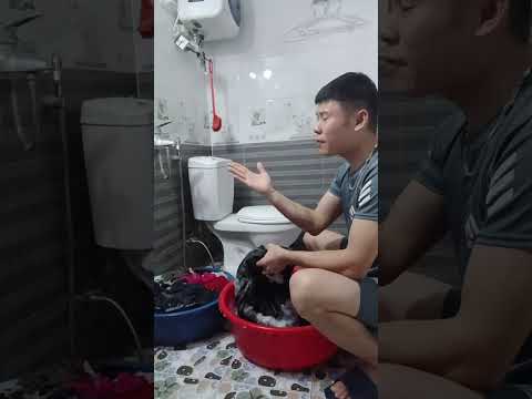 ca sỹ trong phòng tắm , video giải trí #giaitri #funny #viral