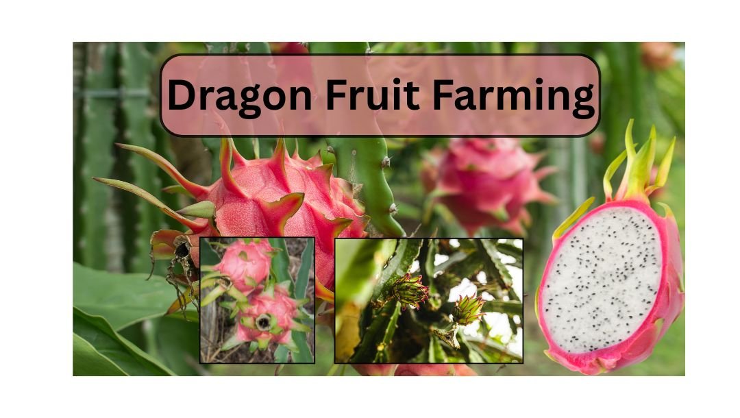 Dragon Fruit Farming: कम पानी में लाखों की कमाई